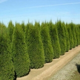 Kako uzgajati tuju iz sjemena kod kuće